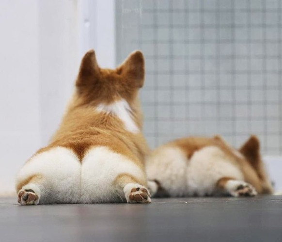 Les corgis sont trop chou.