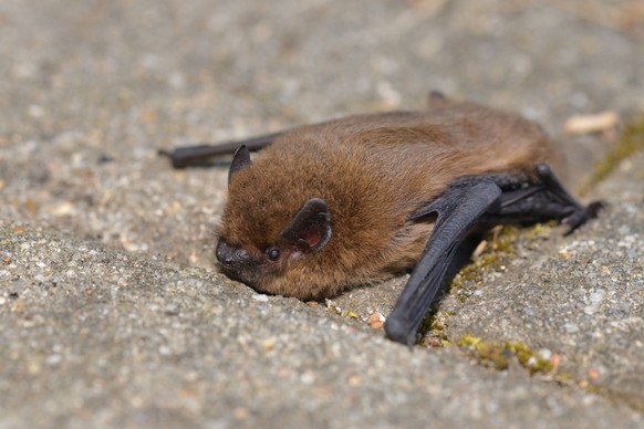 kleiner abendsegler fledermaus
