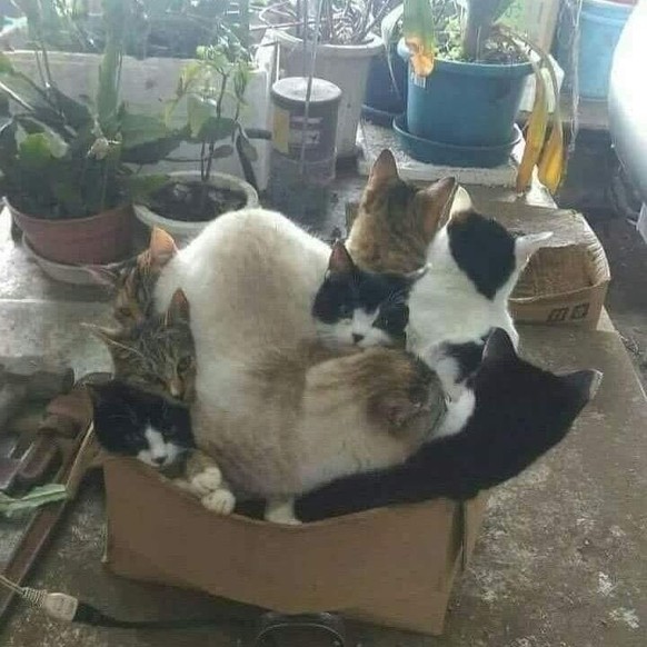 cute news tier katzen sitzen in kartons
https://imgur.com/t/aww/YDcH5G7