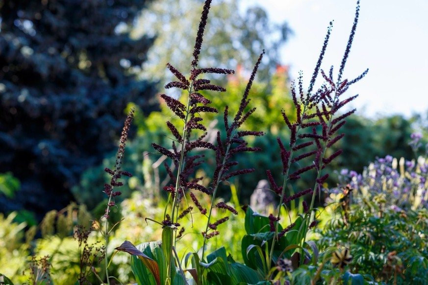 Le Vératre noir fleurit également en juillet, mais se reconnaît à ses grappes noirâtre souples.