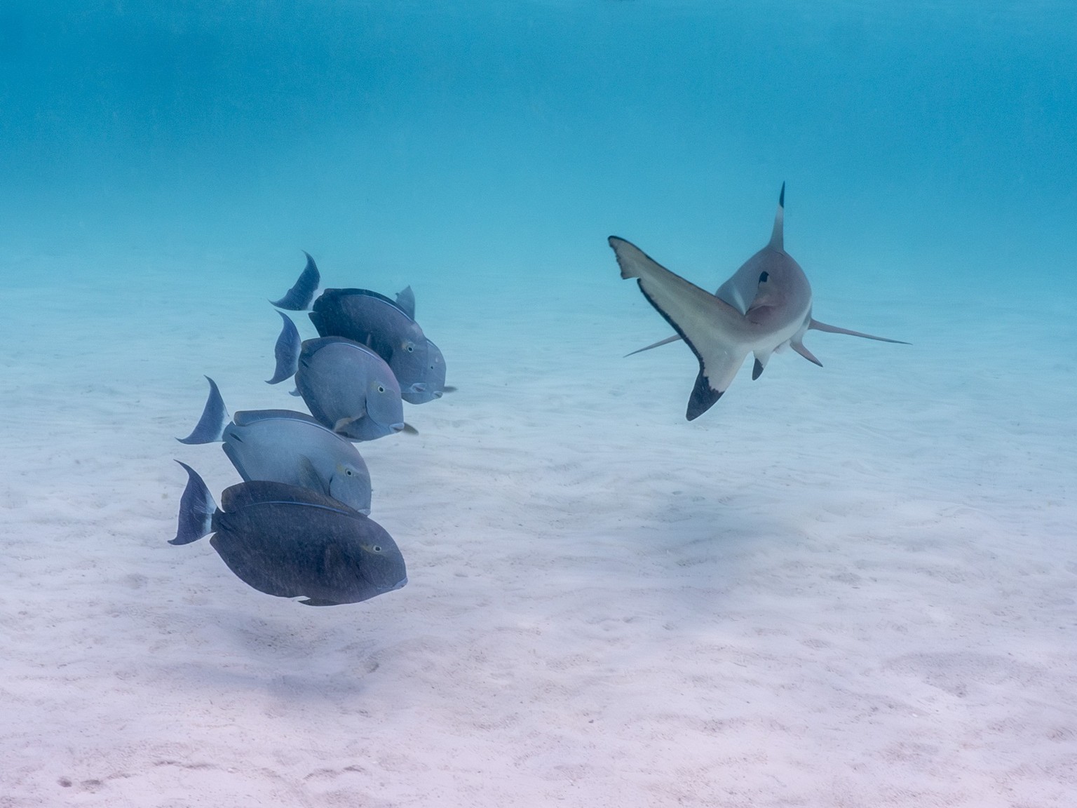 The Comedy Wildlife Photography Awards 2023
Brandi Romano
Kihei
United States
Title: Right of Way
Description: At the sandbar in Moorea, ocean dwellers practice the right of way to the more dominant ...