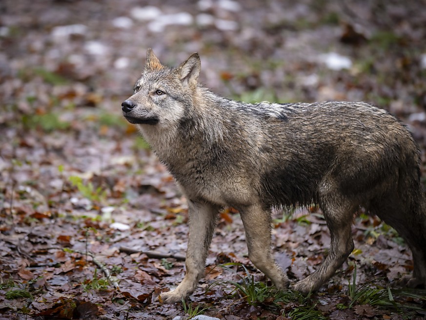 La meute de Jougne-Suchet est aussi d