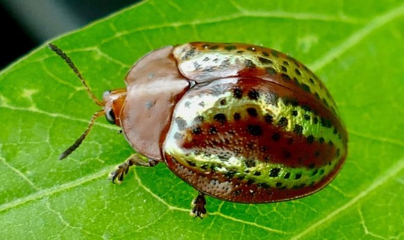Un chrysomèle de l’espèce étudiée Chelymorpha alternans sur une plante de patate douce.