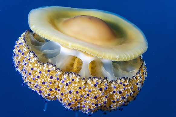 Cette méduse spéciale envahit les plages de Majorque