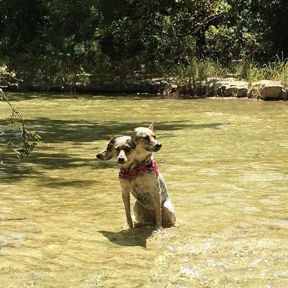 cute news tiere, die mit dem panorama modus fotografiert wurden

https://www.instagram.com/p/Cqi5nkcIkh2/?img_index=10