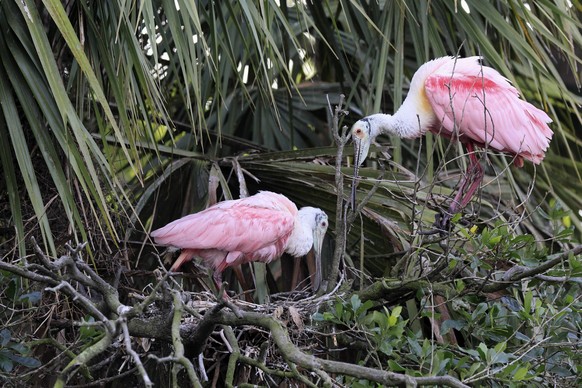 Rosalöffler Platalea ajaja, adult, Paar, am Nest, am Brutplatz, auf Baum, Sozialverhalten, St. Augustine, Florida, Nordamerika, USA, Nordamerika Roseate spoonbill Platalea ajaja, adult, pair, at nest, ...