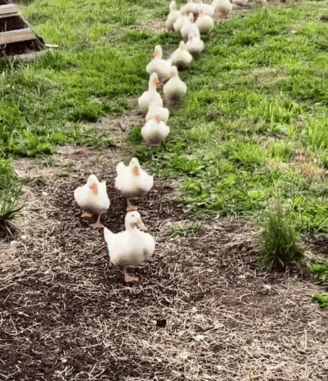 GIF animé