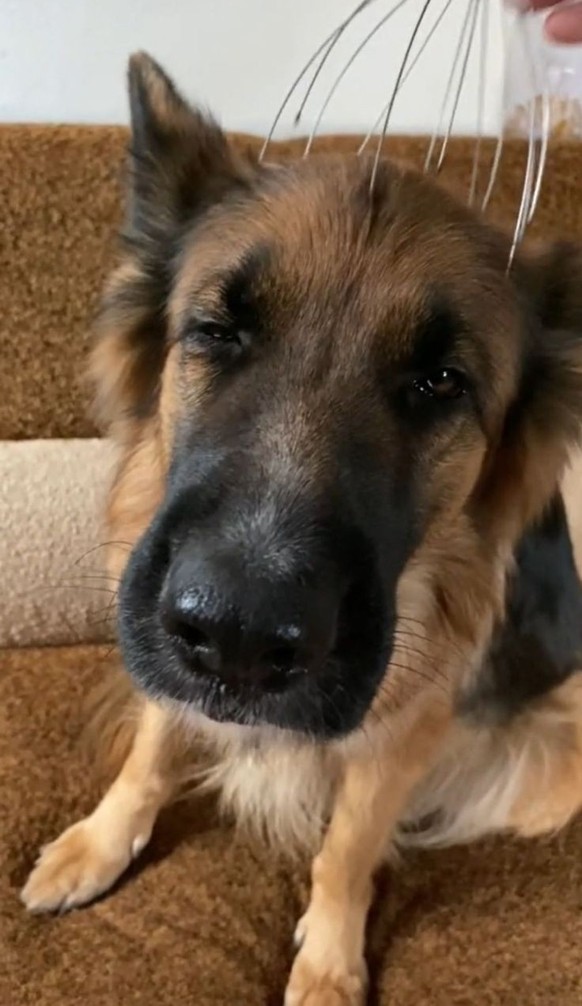 cute news tier hund

https://ch.pinterest.com/pin/1121888957209242774/