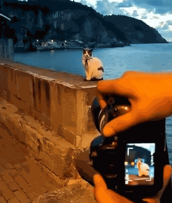 GIF animé
