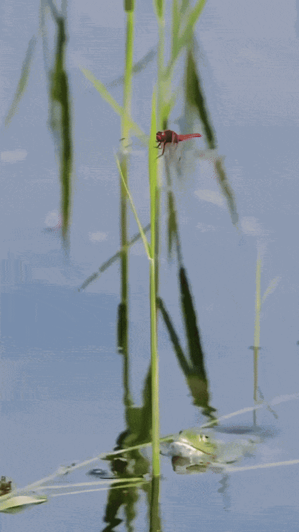 GIF animé