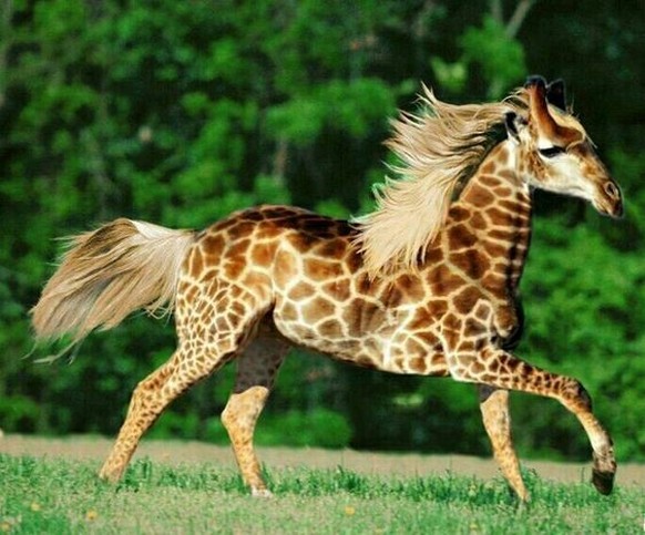 cute news photoshop

https://ch.pinterest.com/pin/5981411998635541/