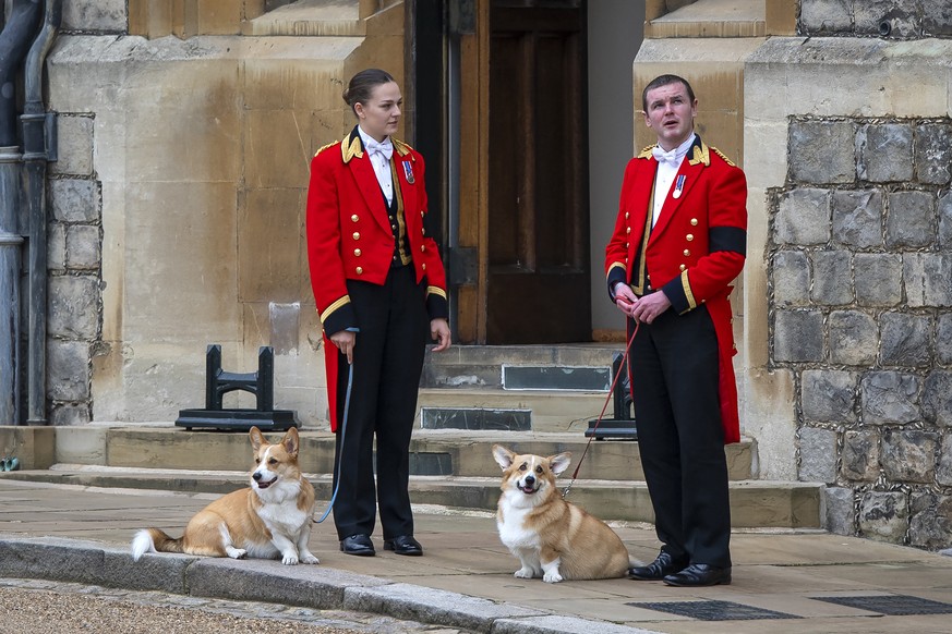Members of the Royal Household stand with the Queen&#039;s royal Corgis, Muick and Sandy as they await the wait for the funeral cortege ahead of the Committal Service of Queen Elizabeth II, at St Geor ...