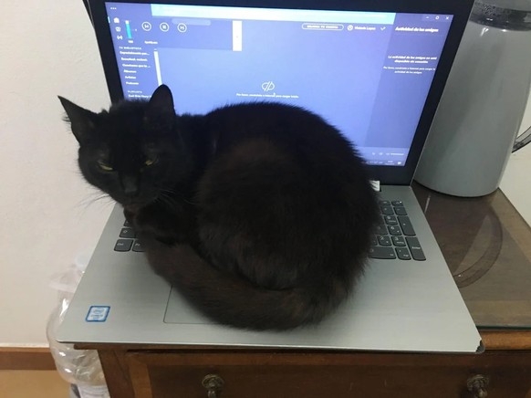 cute news tier katze sitzt auf laptop

https://www.reddit.com/r/CatsBeingCats/comments/1bdbn6n/why_shes_like_this_hahah/