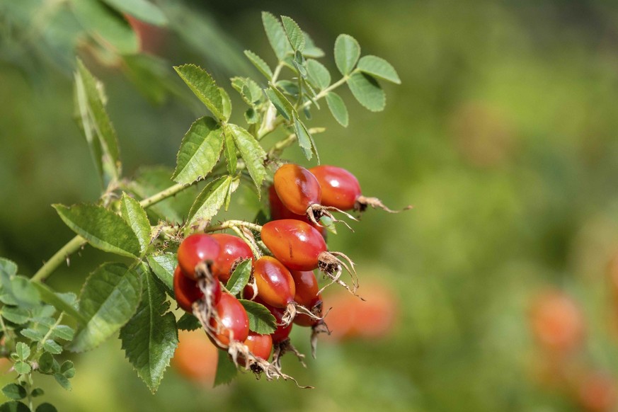 Rosa canina, le cynorhodon.