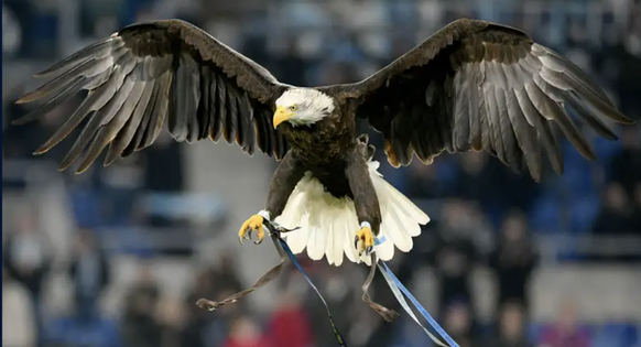 L'aigle royal de la Lazio se nourrit de poulet, de saumon ou de lapin une fois par jour. C'est une femelle qui pèse 12 kg et possède une envergure de deux mètres et demi.