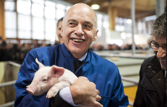 Ou team bébé cochon?