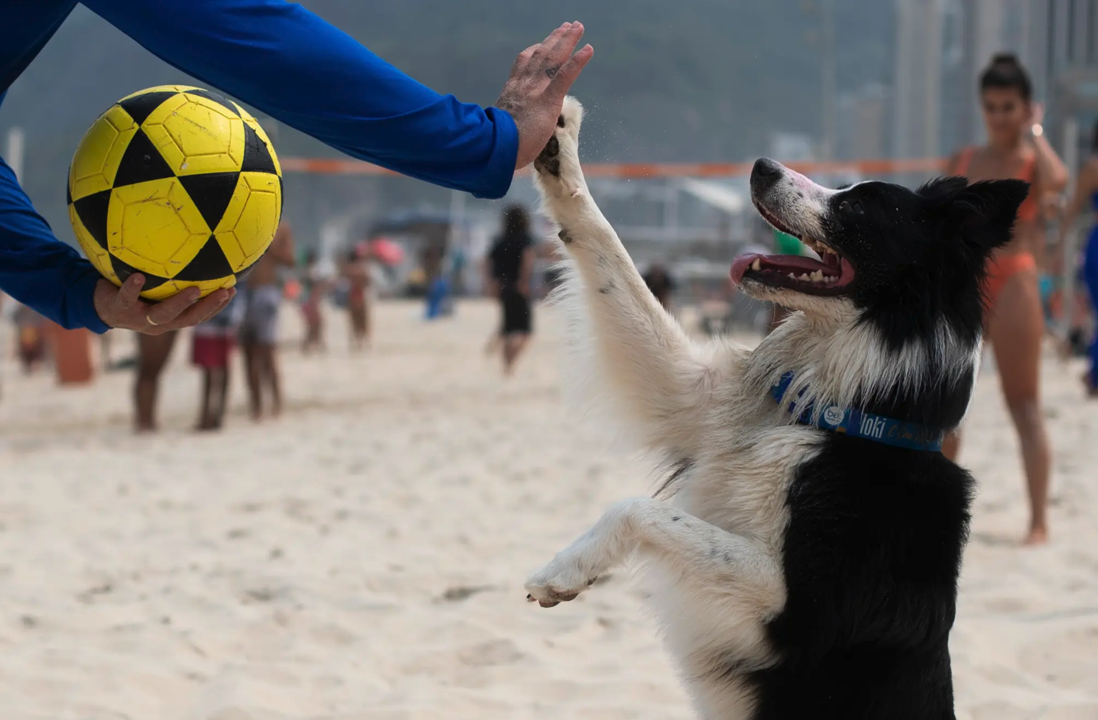 Floki a le droit des checks, comme un vrai joueur.