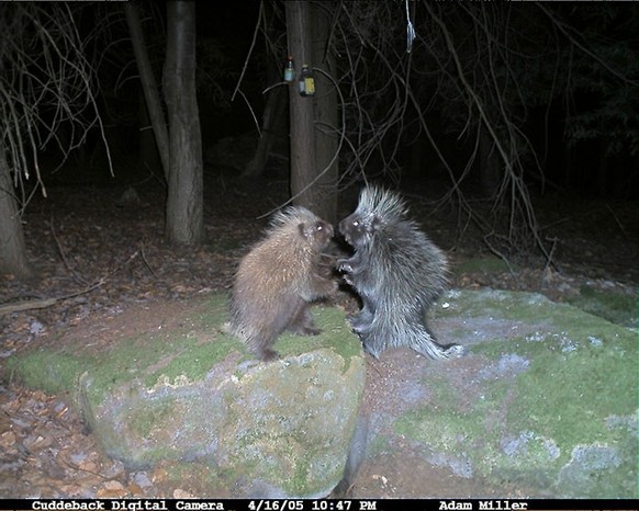 cute news tier wildtierkamera