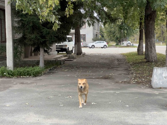 A Tchernobyl, on trouve de nombreux chiens errants.