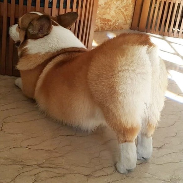 Les corgis sont trop chou.