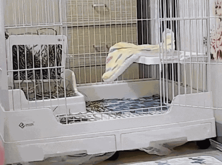 GIF animé