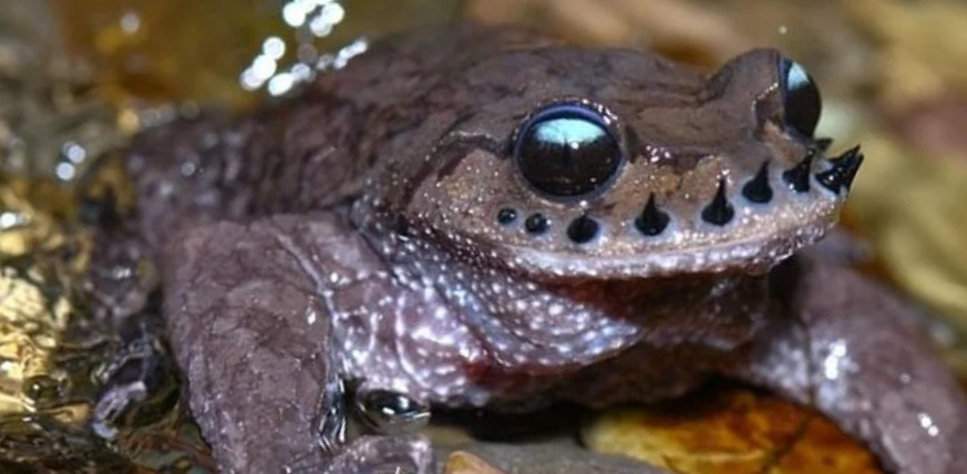 Leptobrachium boringii, gemeinhin bekannt als Emei-Schnurrbartkröte oder Taosze-Stachelkröte

https://www.reddit.com/r/AIDKE/comments/1r27i1t/1_animals_you_probably_didnt_know_exist_emei/