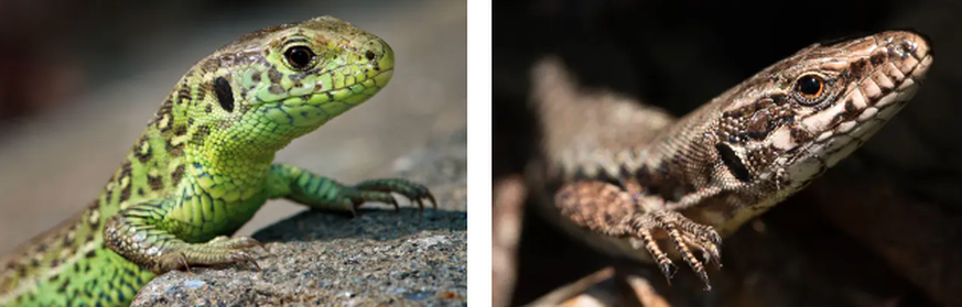 La forme de la tête permet de faire la différence : Les lézards des souches ont un nez rond, les lézards des murailles ont un nez plus pointu.