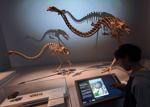 Une vitrine contenant les squelettes de deux moas, dans un musée, à Wellington, la capitale néo-zélandaise. Ces oiseaux se sont éteint au 15e siècle.