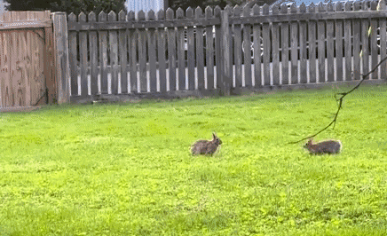 GIF animé