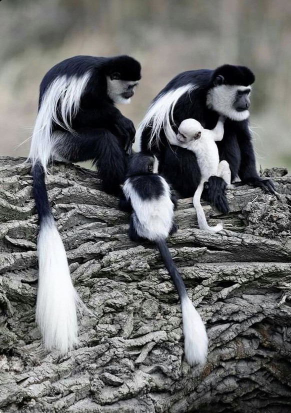 Guereza Colobus (Colobus guereza) 
Schwarz-weisse Stummelaffen


https://ch.pinterest.com/pin/7740630600823764/