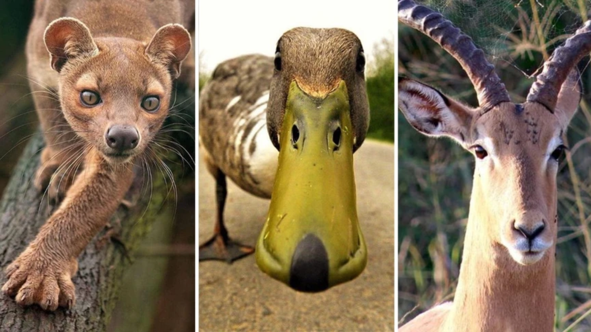 27 Superbes Animaux Qui Adouciront Votre Lundi