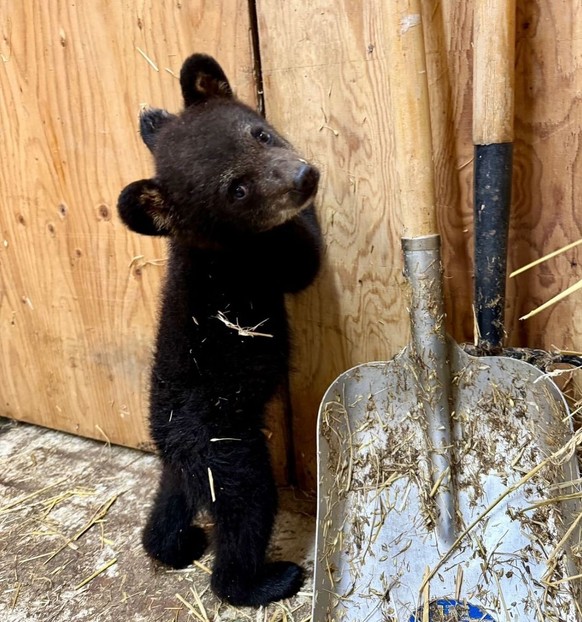 cute news tier bär

https://www.instagram.com/p/C9-pqY4RxDg/