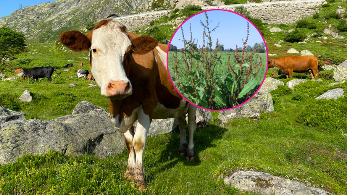 Suisse: rumex, cette «peste verte» qui se répand dans les Alpes