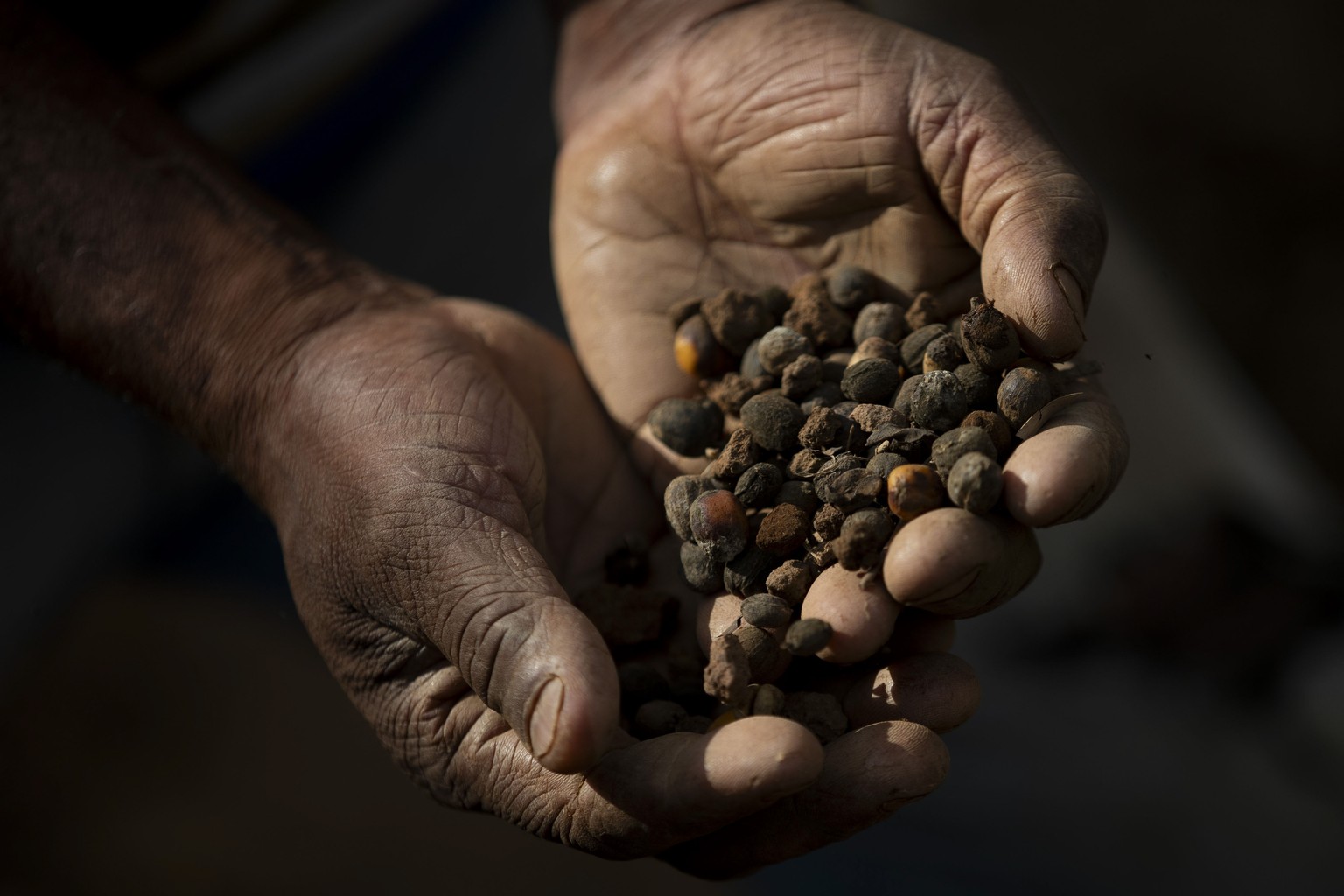 Coffee farmer Jose Natal da Silva holds coffee beans after harvesting them on his small farm in Porciuncula, Rio de Janeiro state, Brazil, Thursday, July 17, 2025. (AP Photo/Bruna Prado)
Brazil Coffee