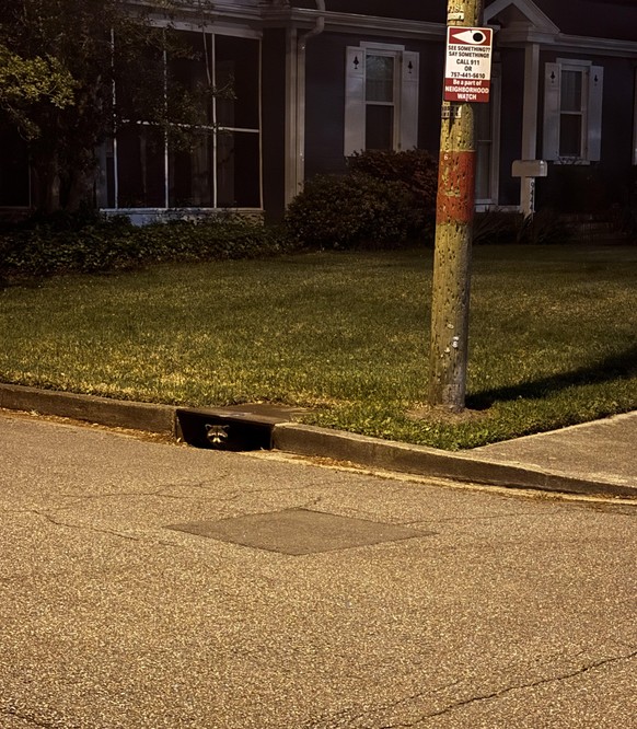 cute news tier waschbär

https://www.reddit.com/r/Raccoons/comments/1kbdzt0/neighborhood_watch/