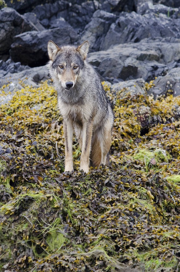 Vancouver Island Grey wolf (Canis lupus crassodon) alpha femae, portrait, Vancouver Island, British Columbia, Canada, August. PUBLICATIONxINxGERxSUIxAUTxONLY 1451736 BertiexGregory

Vancouver Iceland  ...