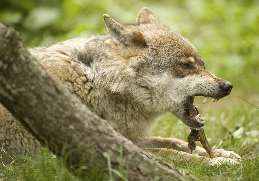 Un loup provenant du parc Alpha a Saint-Martin de Vesubie en France est arrive au zoo de la Garenne, ici la femelle dominante Mara ne le 28 avril 2006. ce lundi 14 juin 2010 a Le Vaud. (KEYSTONE/Chris ...