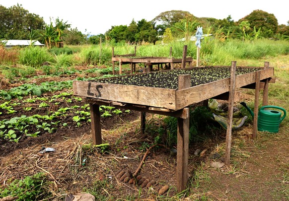 Cette photo prise le 11 septembre 2025 montre des bombes américaines non explosées datant de la Seconde Guerre mondiale, découvertes dans le potager de la maison de Dennis Phillip à Honiara.