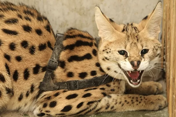 C'est ça, un serval. Sorte de gros chat un poil plus musclé qu'un matou d'appartement.