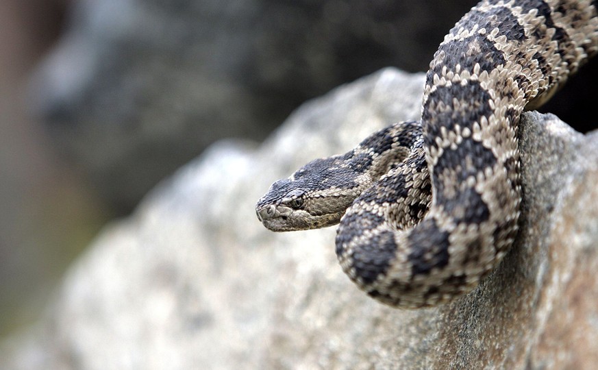 Les joueurs de la Nati ne se déplacent pas à vélo en raison de la présence de nombreux serpents à San Diego.