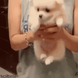 GIF animé