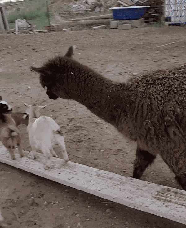 GIF animé