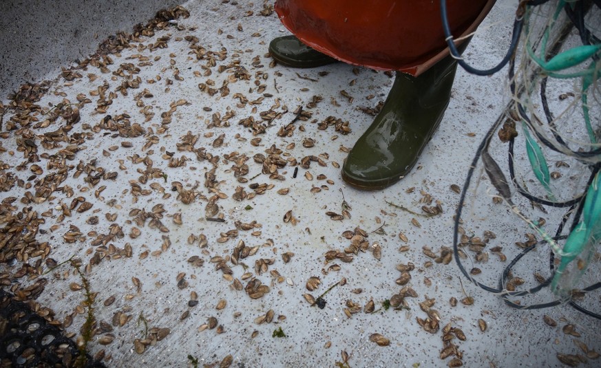 Felchensterben im Bodensee. Eine Reportage mit Berufsfischer Gallus Baumgartner, 31. August 2023