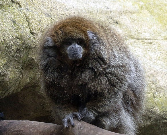 white-eared titi monkey Callicebus donacophilus SB Zoo 
Weissohr-Springaffe