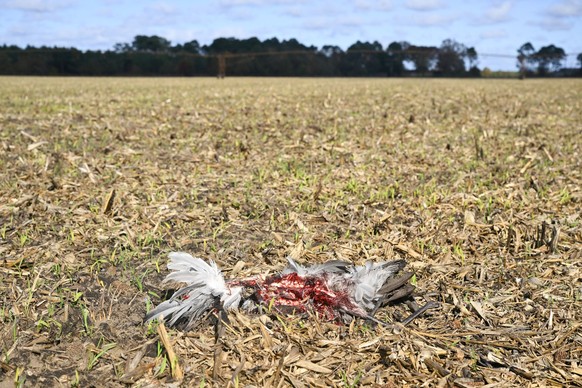 This photograph shows a dead common crane infected with avian flu in a cornfield, near Arjuzanx, south-western France on October 30, 2025. The recent detection of highly pathogenic avian influenza (HP ...