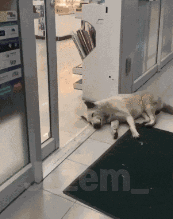 GIF animé