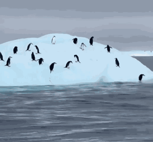 GIF animé