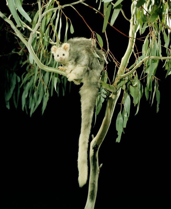 Greater Glider - Light phase Petauroides volans. Tidbinbilla Nature Reserve, Australian Capital Territory, Australia. canopy of tall Eucalypt forests on the east coast of mainland Australia. PUBLICATI ...