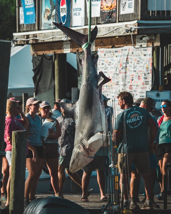 Un requin tué en juillet 2026 lors du Deep Sea Fishing Rodeo à Dauphin Island, en Alabama, dans le sud des Etats-Unis.
