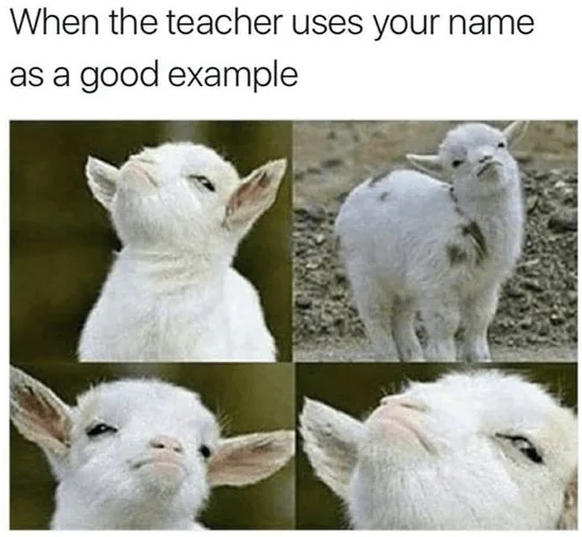 Cute News: Lustige Tier-Memes